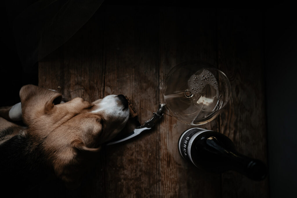 Upptäck Gorca 2022, en torr och texturdriven furmint från Slovenien. Läs om terroir, vingårdsvandringar och vinets perfekta ost‑matchning.