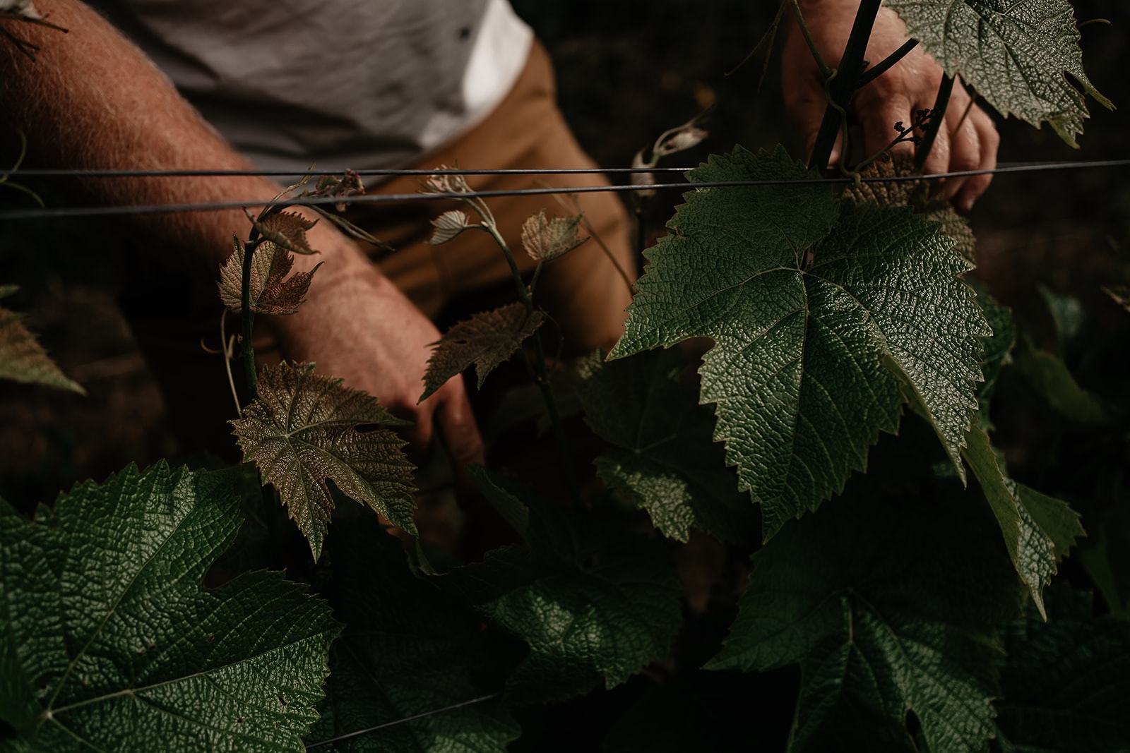 guide svenskt vin vingårdar skåne blekinge halland vingårdsbesök
